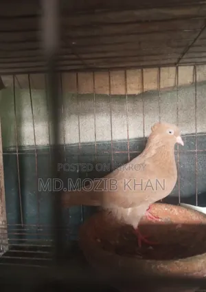 Pigeons for Sale