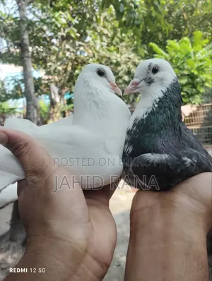 A pair of Gola pigeons will be sold.