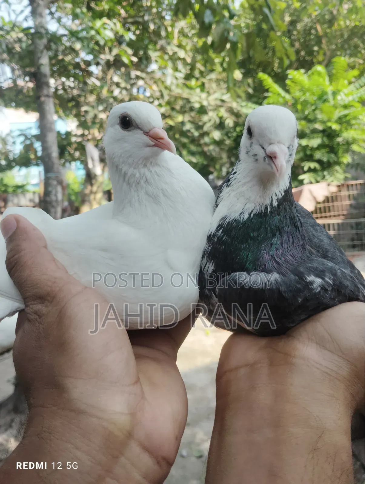 A pair of Gola pigeons will be sold.