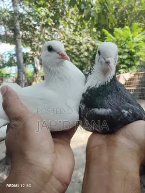 A pair of Gola pigeons will be sold.