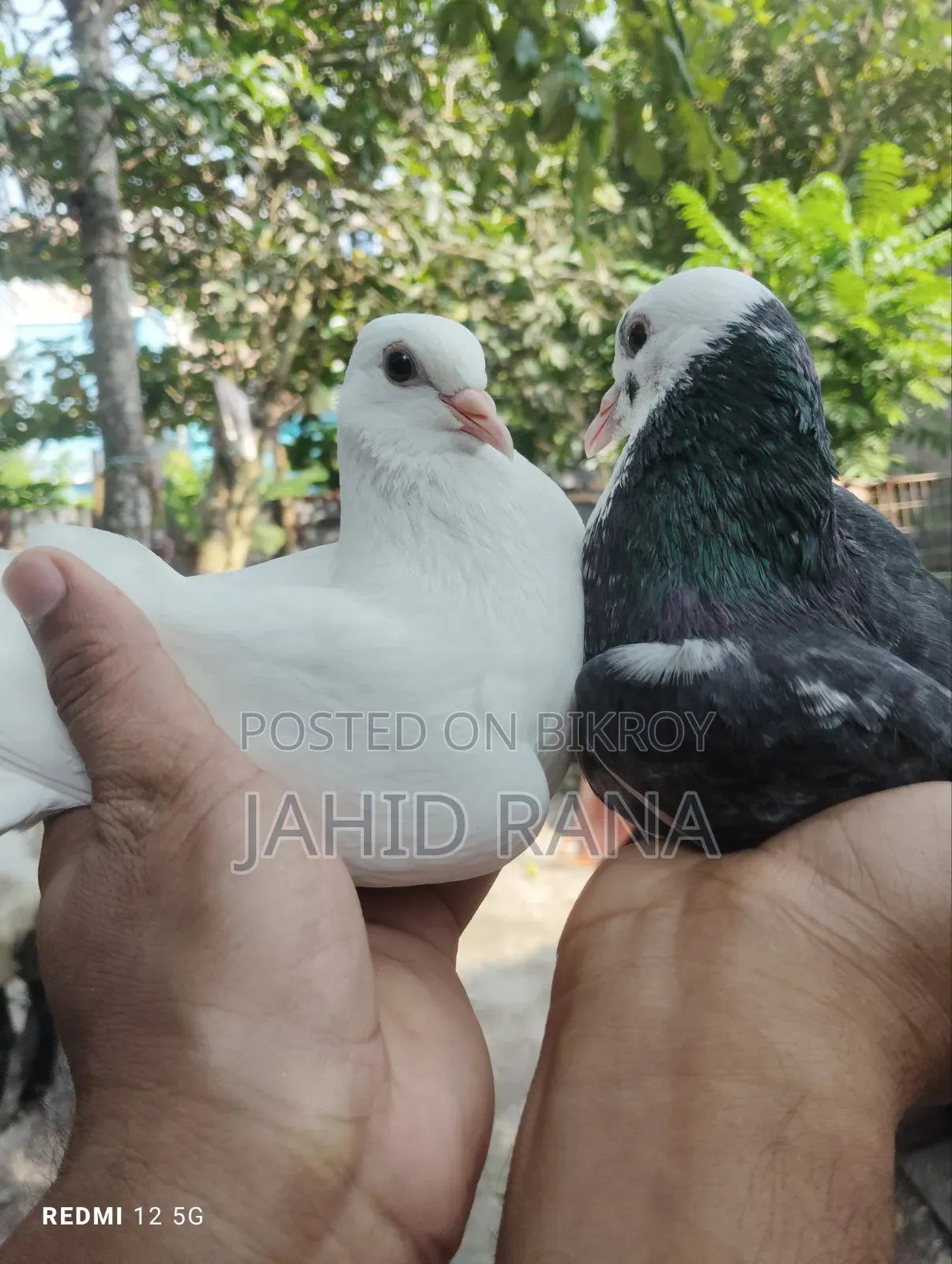 A pair of Gola pigeons will be sold.