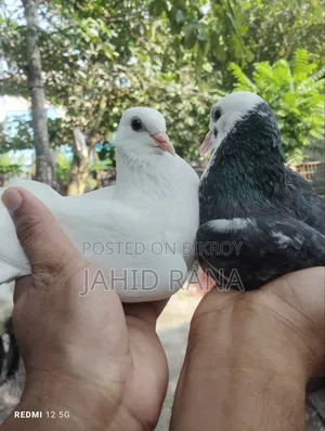 A pair of Gola pigeons will be sold.