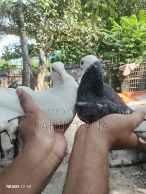 A pair of Gola pigeons will be sold.