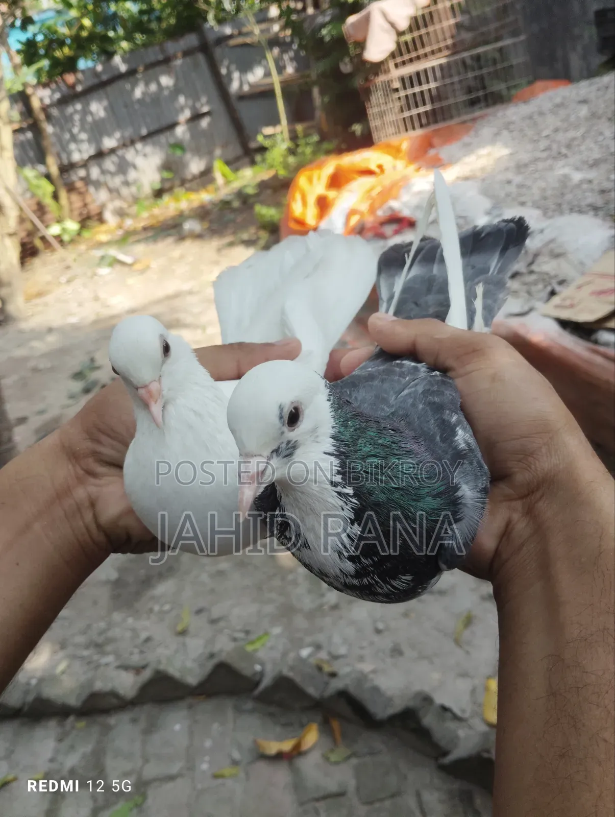A pair of Gola pigeons will be sold.