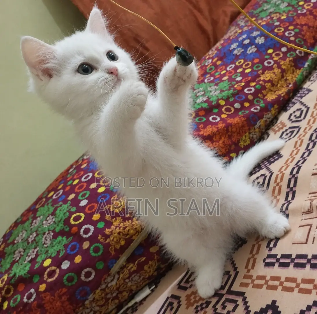 1-3 months Female Mixed Breed Persian