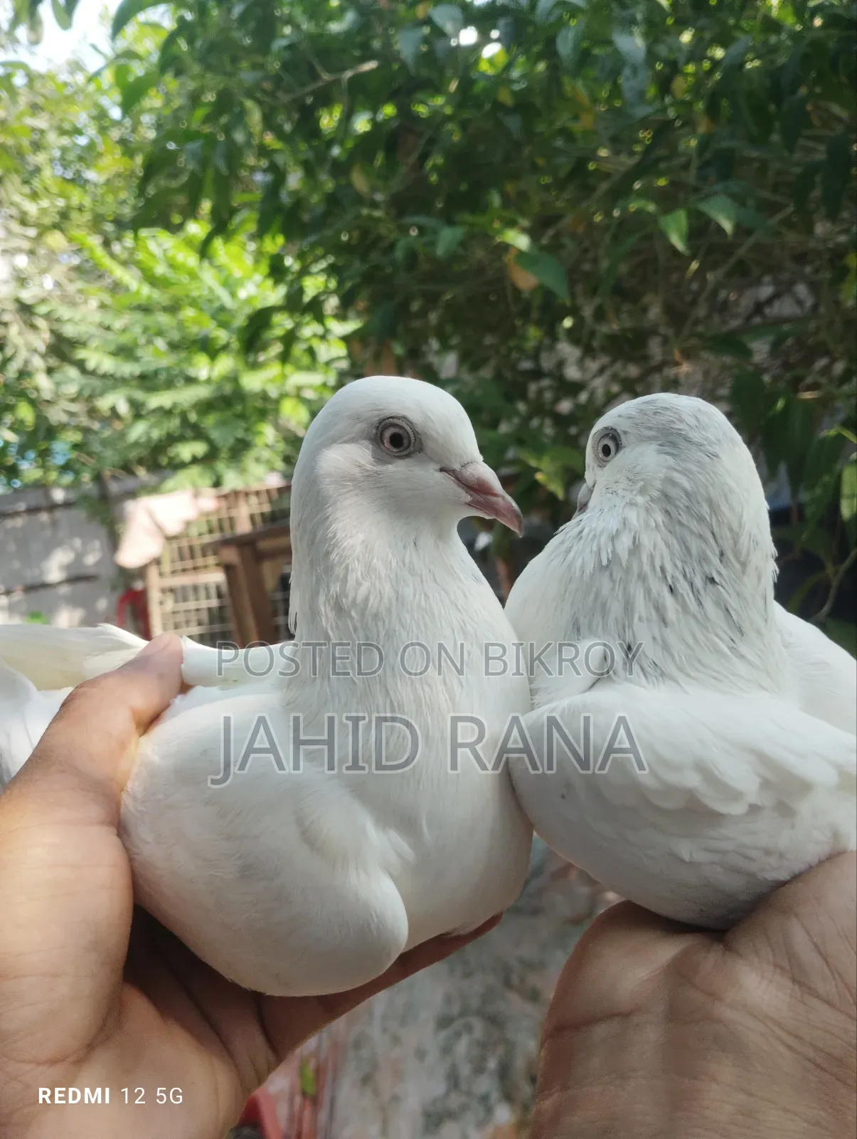 A pair of running pigeons will be sold