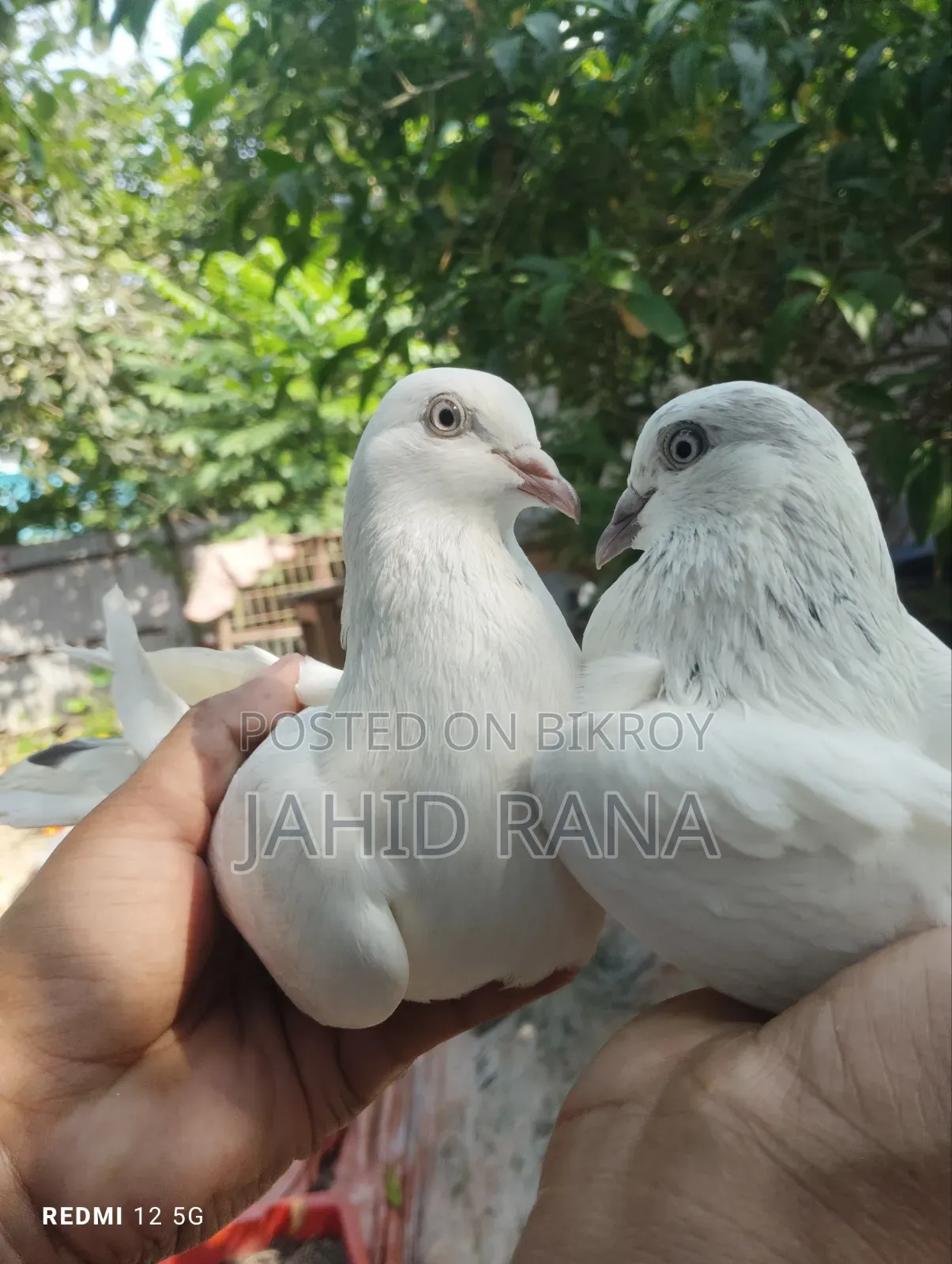 A pair of running pigeons will be sold