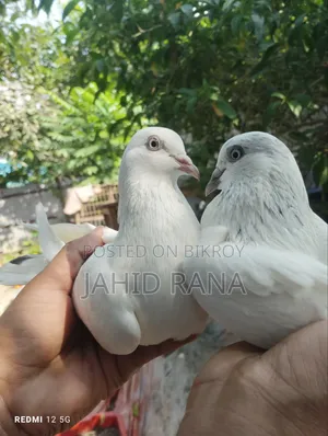 A pair of running pigeons will be sold