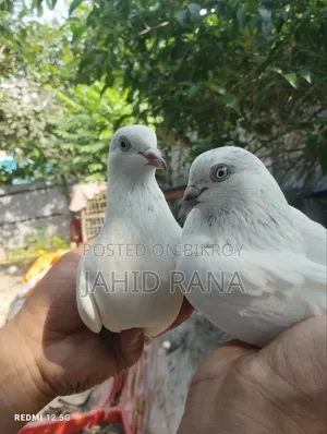 A pair of running pigeons will be sold