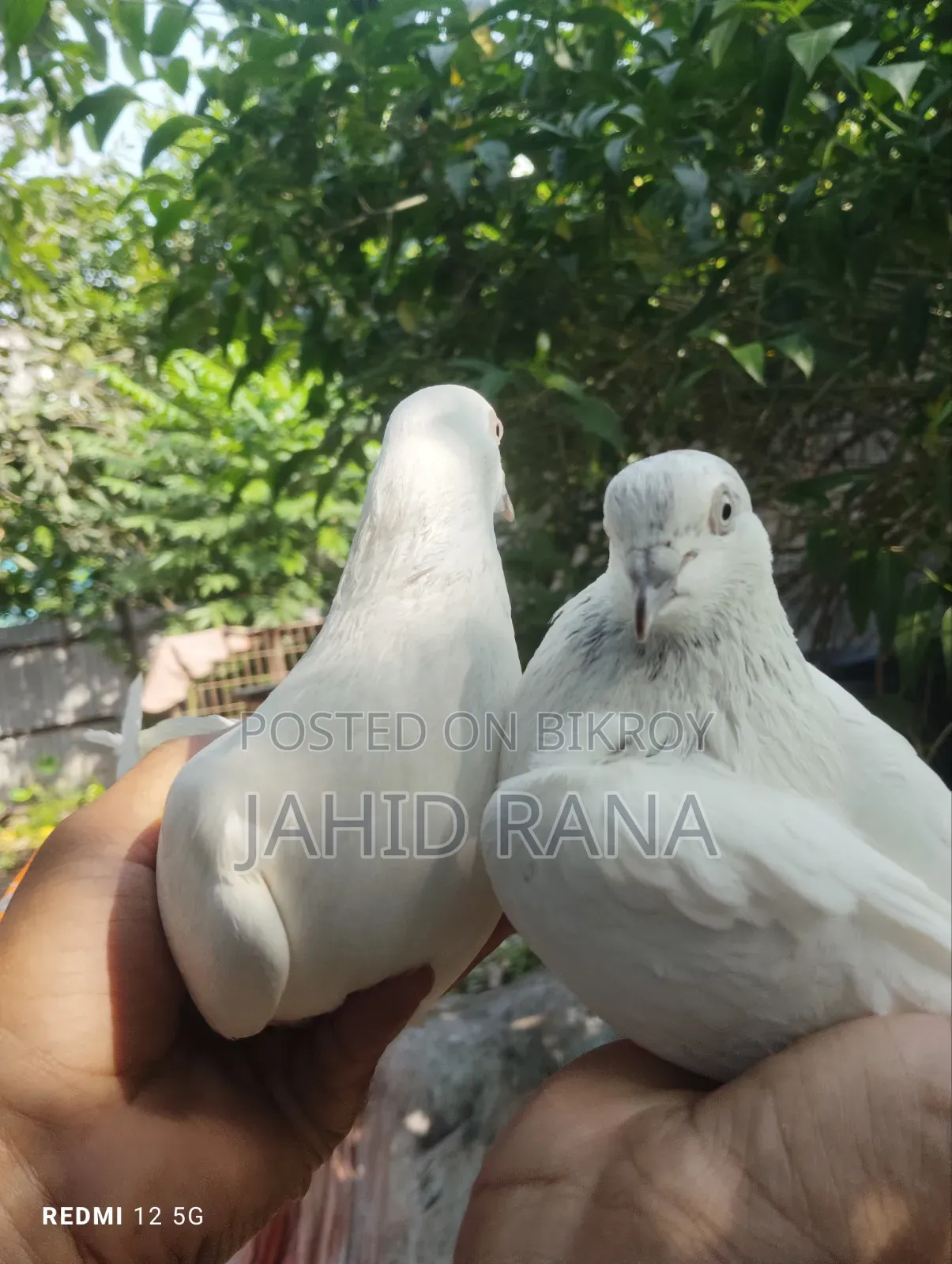 A pair of running pigeons will be sold