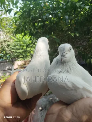 A pair of running pigeons will be sold