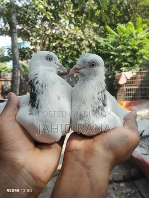 New Adult King Pigeon Squabs