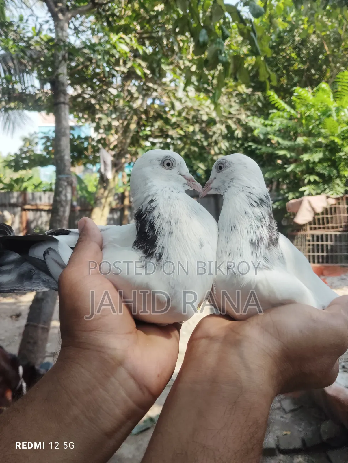 New Adult King Pigeon Squabs