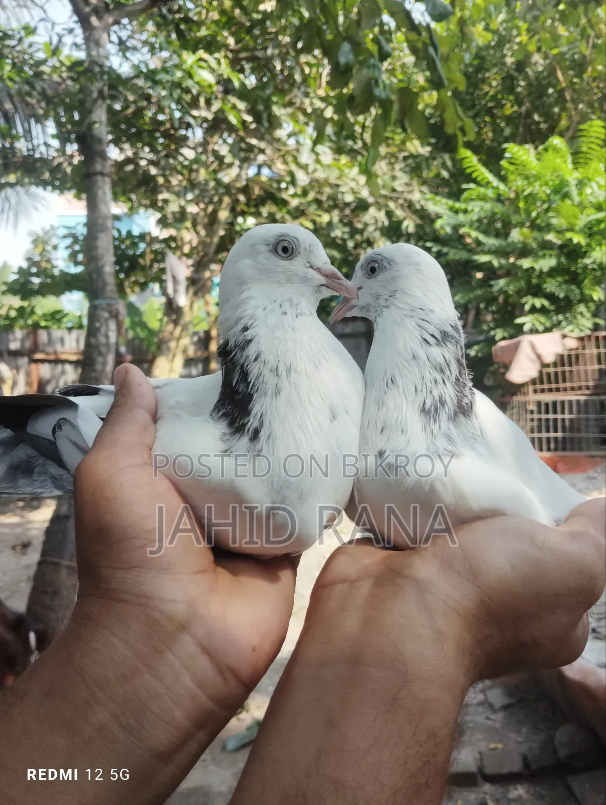 New Adult King Pigeon Squabs