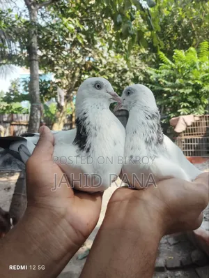 New Adult King Pigeon Squabs