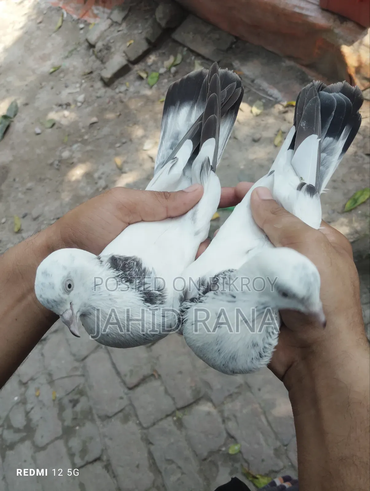 New Adult King Pigeon Squabs