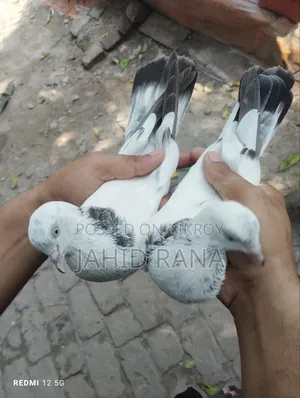 New Adult King Pigeon Squabs