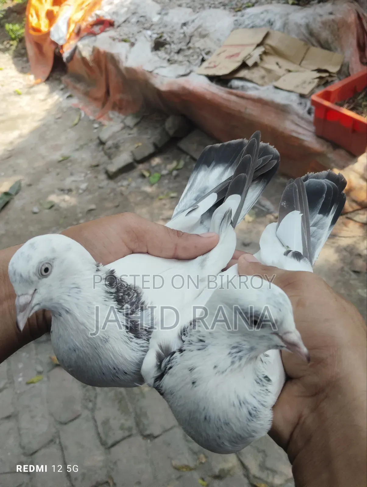 New Adult King Pigeon Squabs