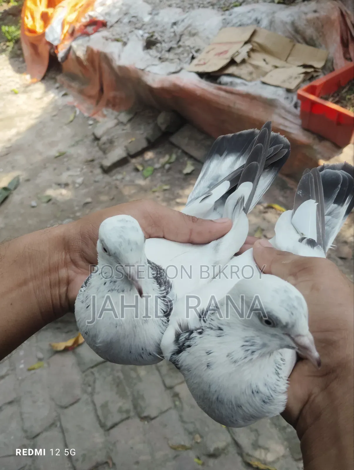 New Adult King Pigeon Squabs