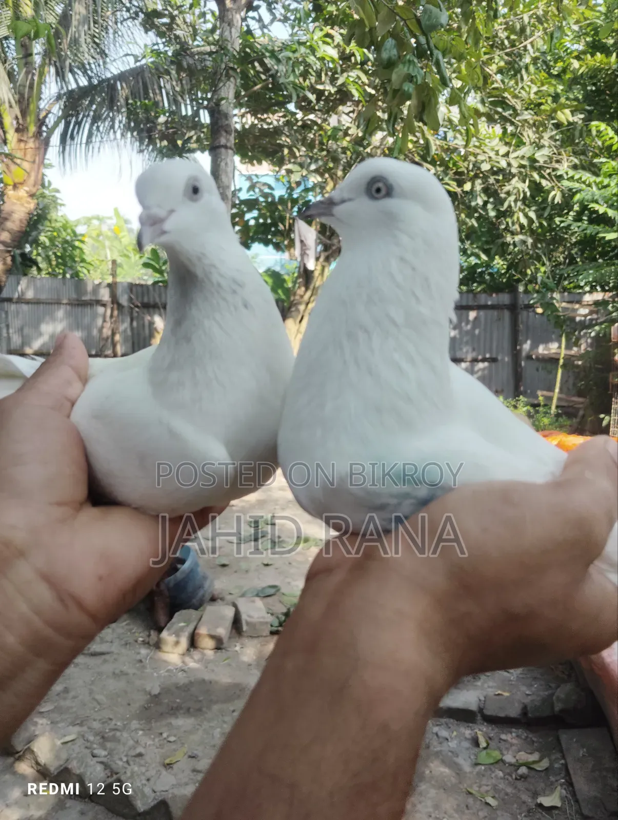 Running King Pigeon