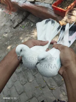 Running King Pigeon
