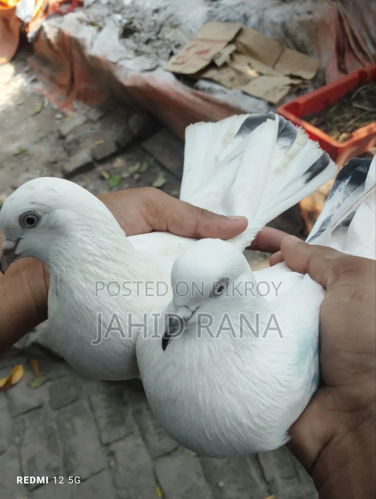 Running King Pigeon