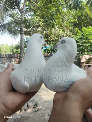 Running King Pigeon