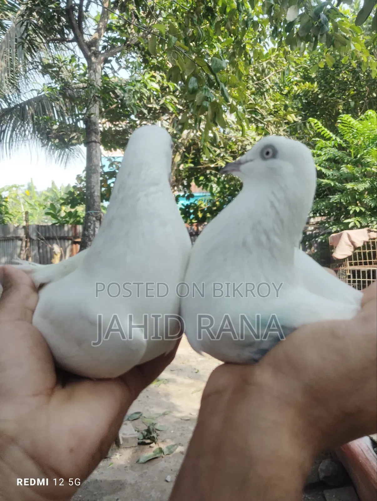 Running King Pigeon
