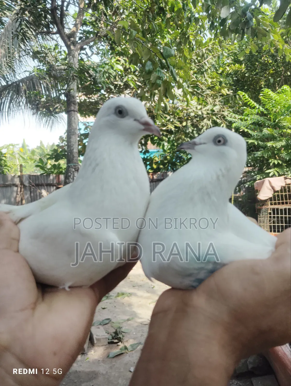 Running King Pigeon