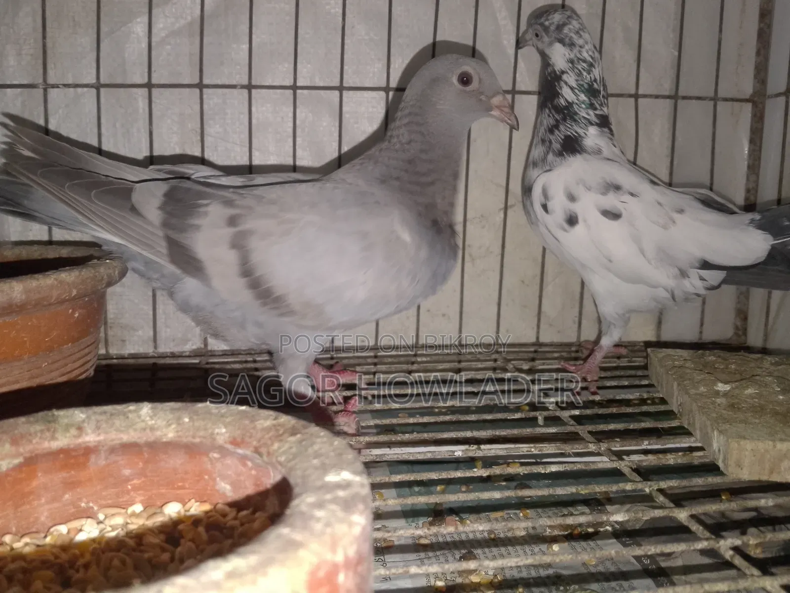 One Adult Female and One Probable Male