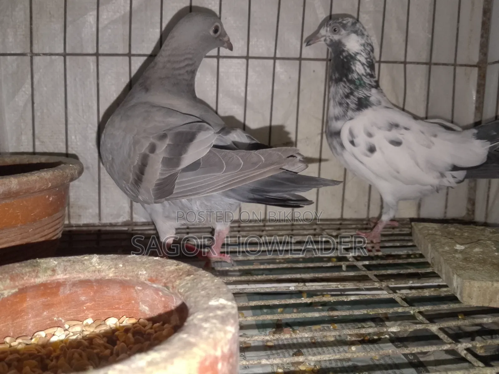 One Adult Female and One Probable Male