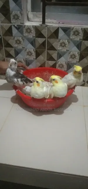 Cockatiel bird chicks for sale