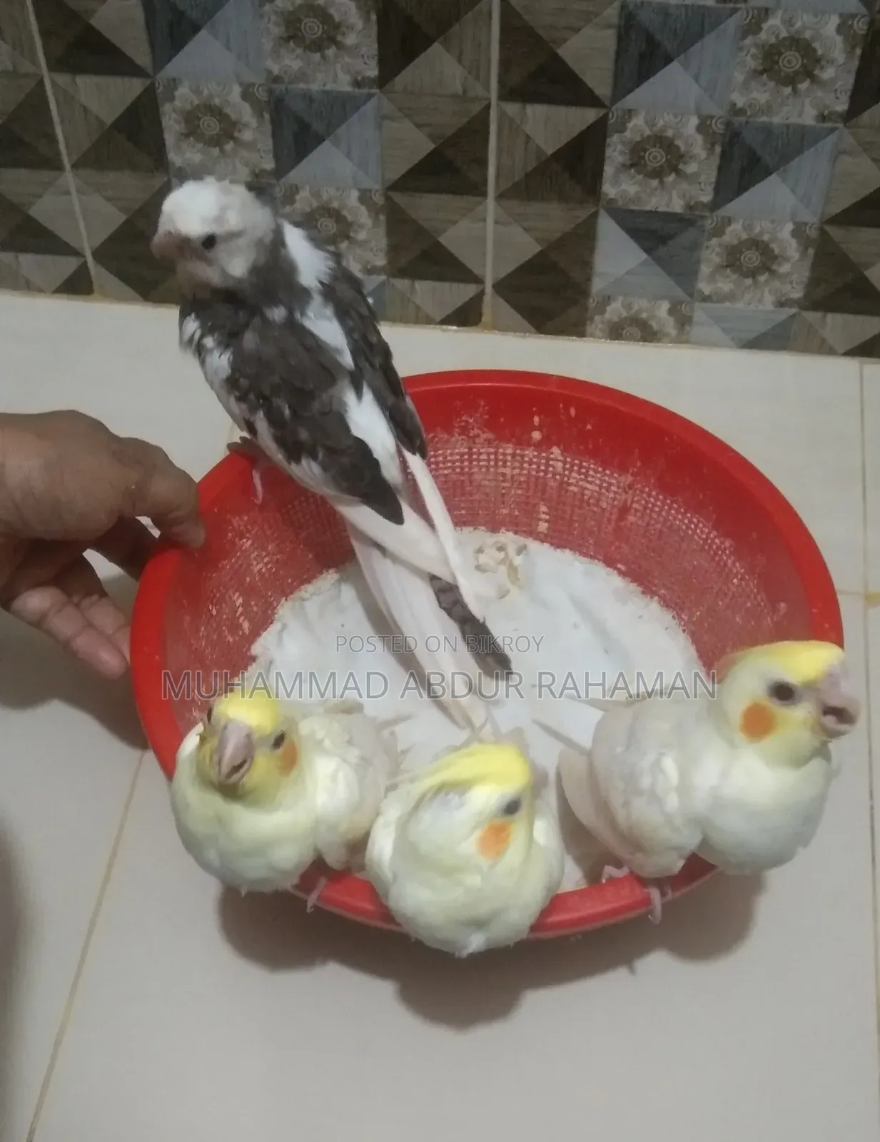 Cockatiel bird chicks for sale