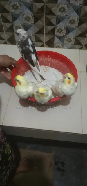 Cockatiel bird chicks for sale
