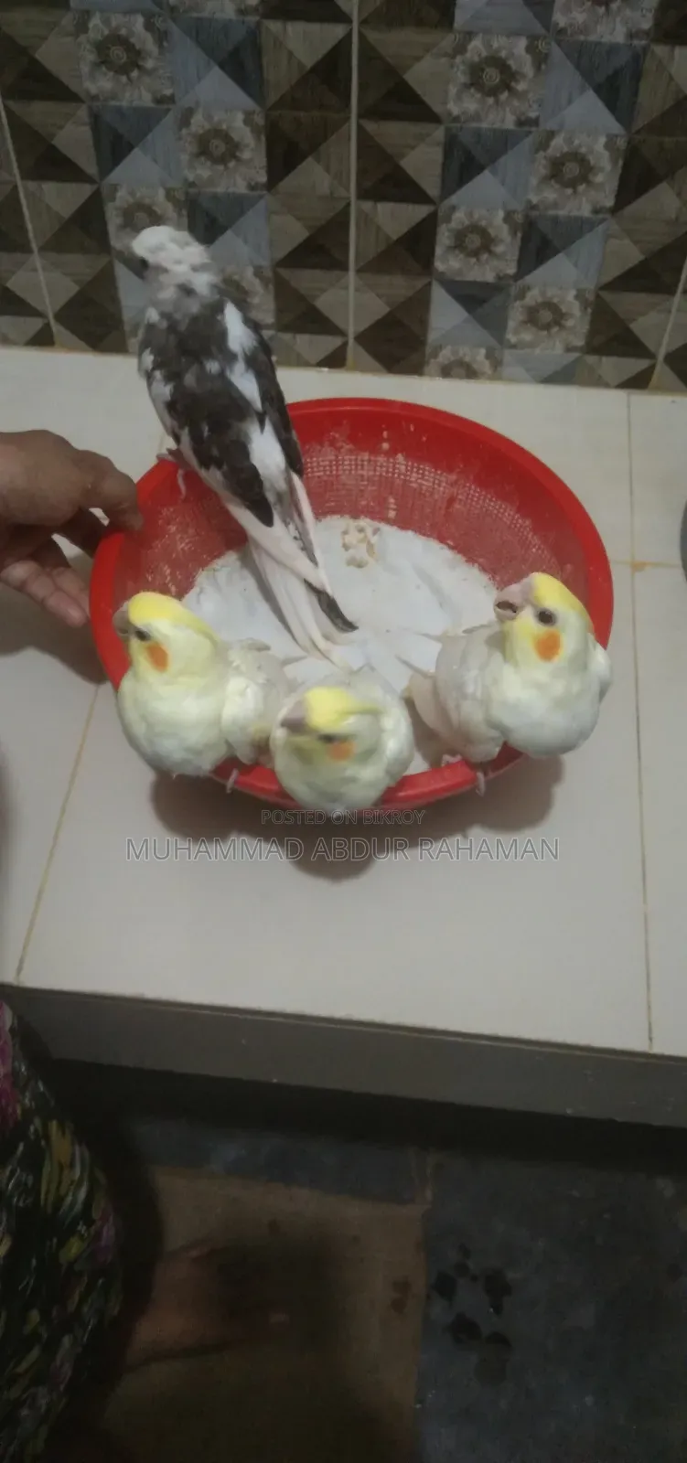 Cockatiel bird chicks for sale