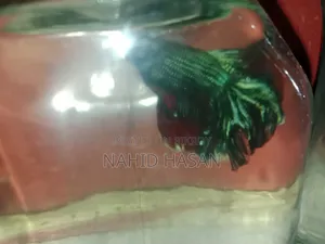 বাটা মাছ ফাইটিং মাছ