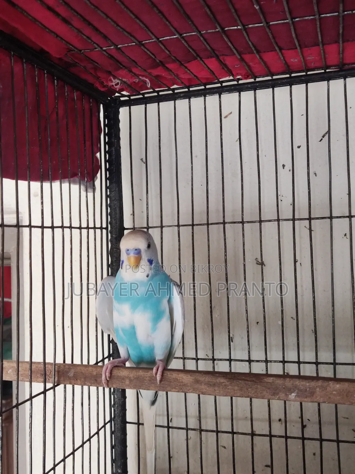Budgerigar Male Bird