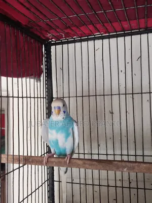 Budgerigar Male Bird