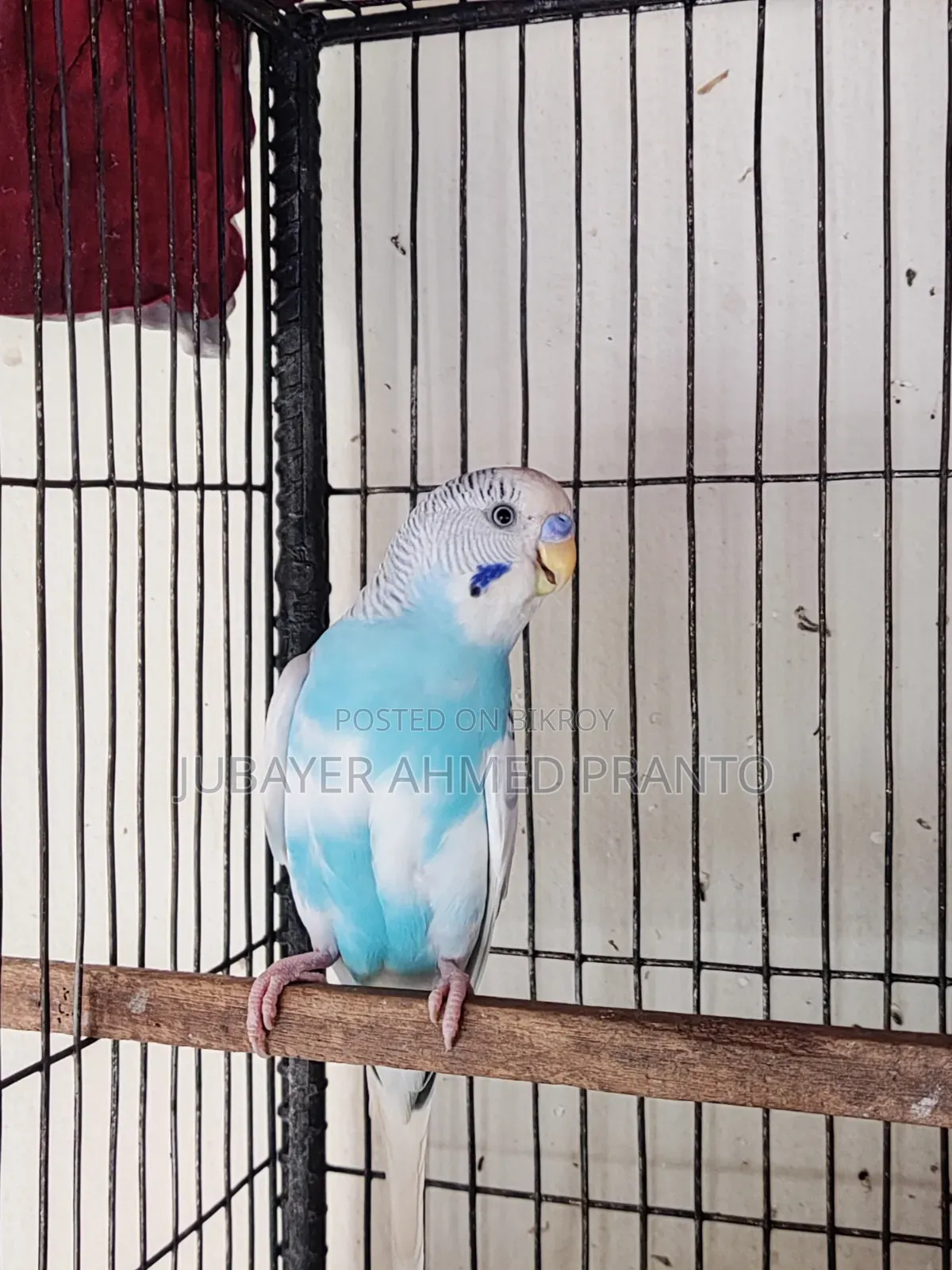 Budgerigar Male Bird