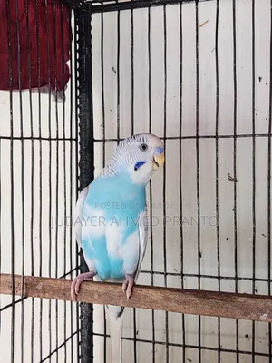 Budgerigar Male Bird