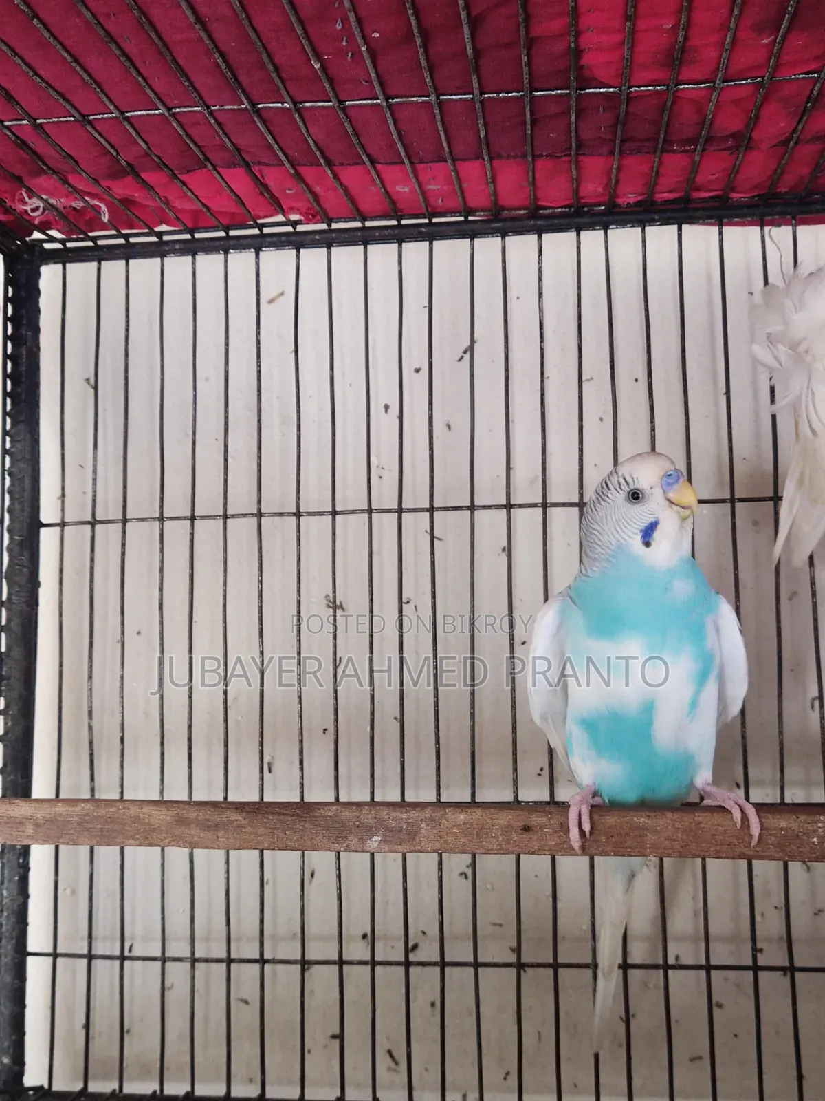 Budgerigar Male Bird