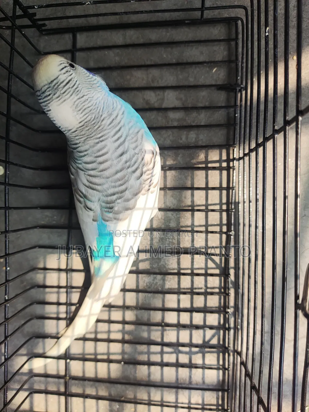 Budgerigar Male Bird