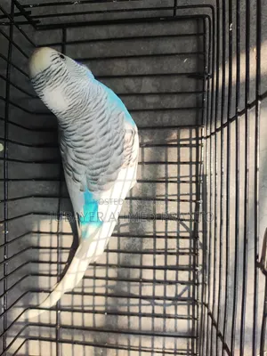 Budgerigar Male Bird