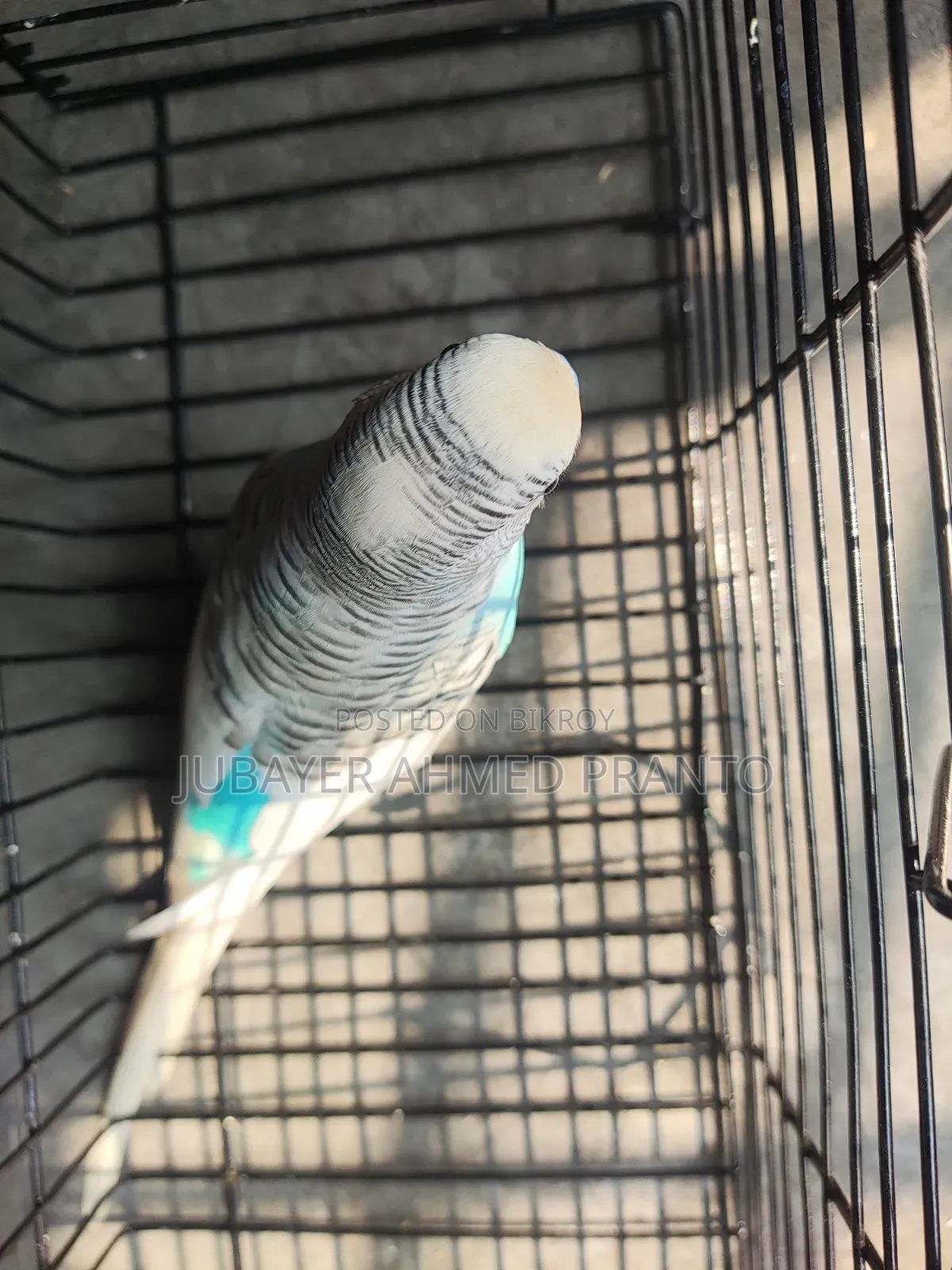 Budgerigar Male Bird