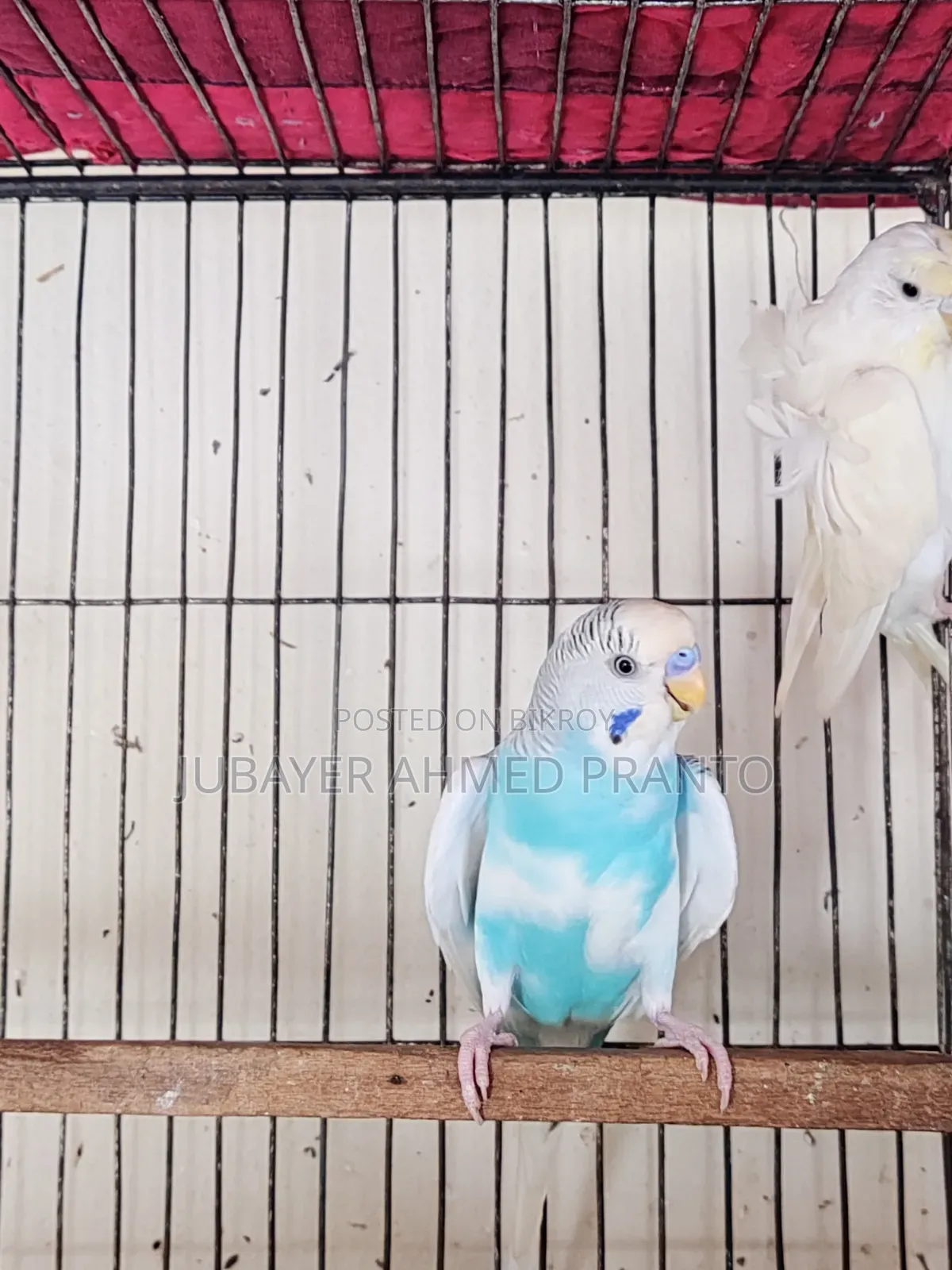 Budgerigar Male Bird