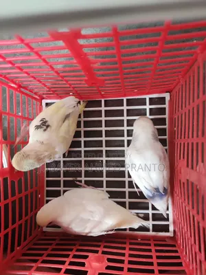 বাজিগর পাখি