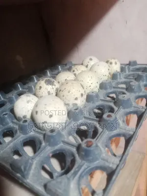 European quail hatching eggs