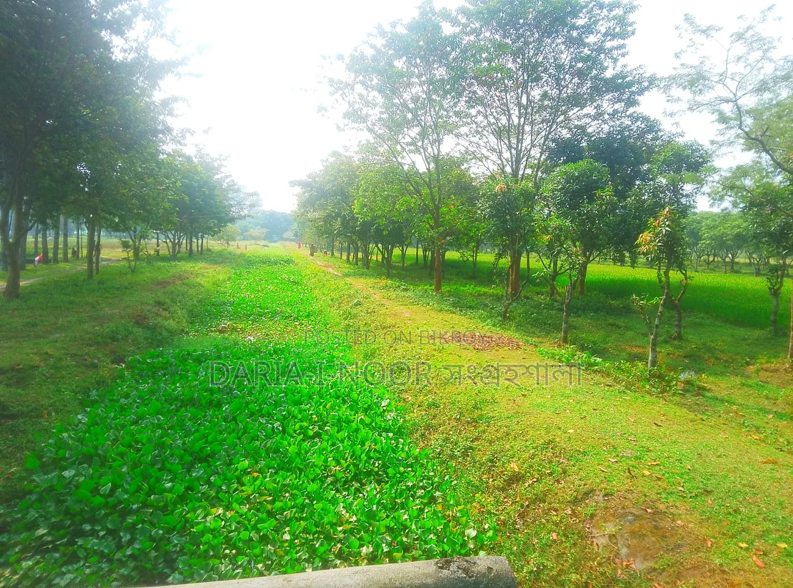 চা বাগান সহ এগ্রো ফার্ম ও রিসোর্ট করার জন্য ৬৬ বিঘা জমি বিক্রি হবে।