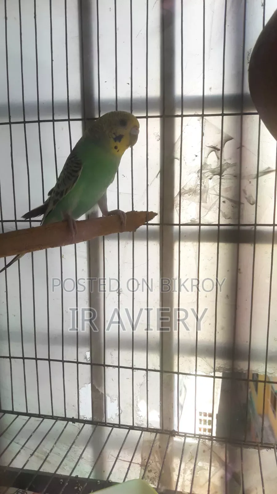 Opaline Female