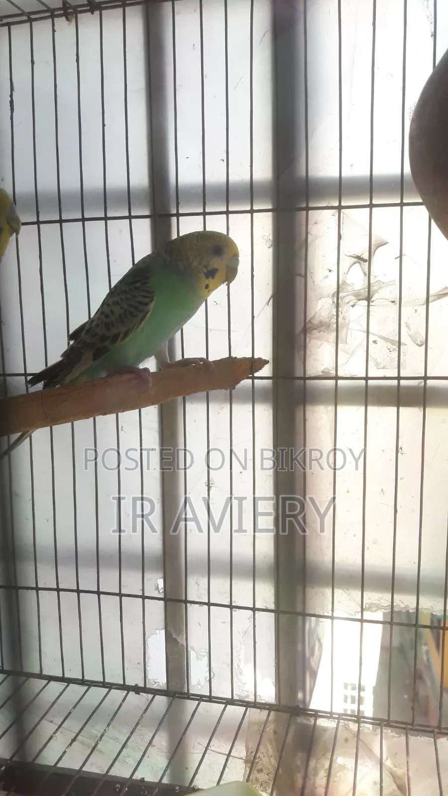 Opaline Female